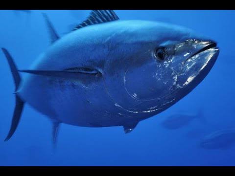 Ikan Tuna Sirip Biru